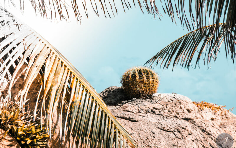 Azur - Grande Saline - Saint-Barthélemy - 2020