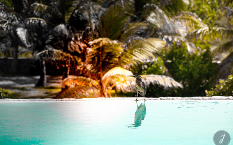 Azur - Grande Saline - Saint-Barthélemy - 2020