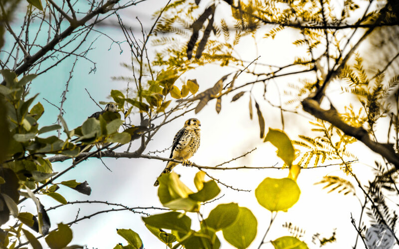 Azur - Toiny - Saint-Barthélemy - 2021