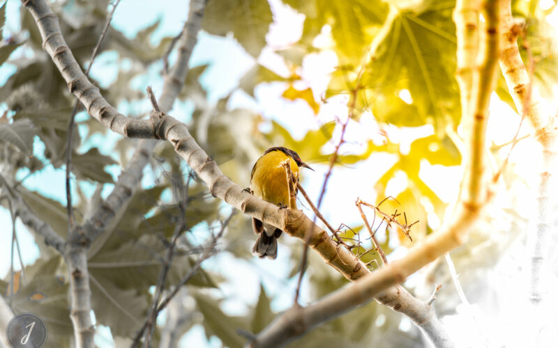 Azur - Grande Saline - Saint-Barthélemy - 2021