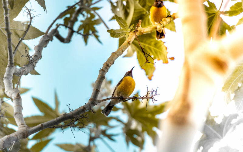Azur - Grande Saline - Saint-Barthélemy - 2021