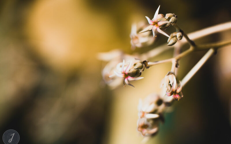 Romance - Grande Saline- Saint-Barthélemy - 2020