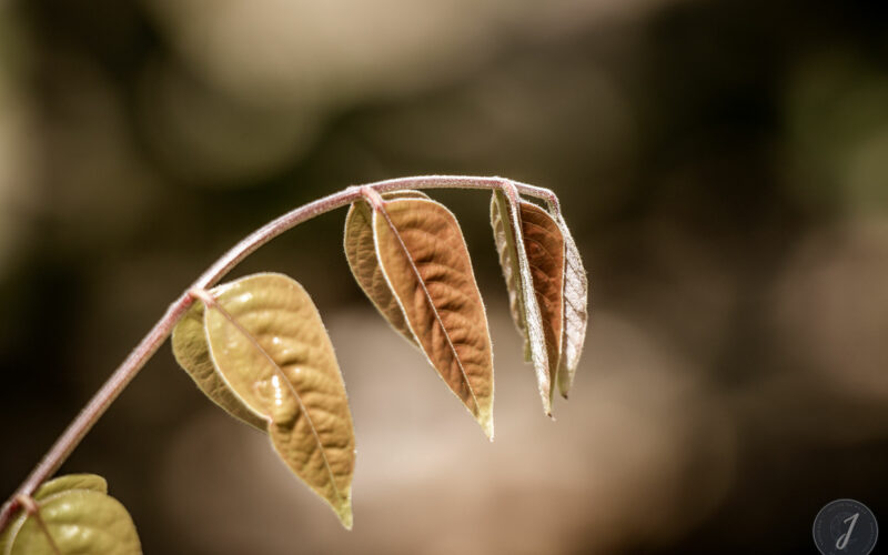 Romance - Grande Saline- Saint-Barthélemy - 2020
