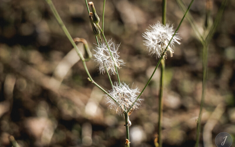 Romance - Grande Saline- Saint-Barthélemy - 2020