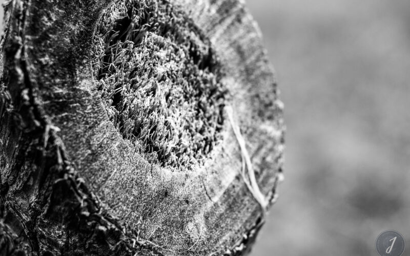 Romance - Grande Saline- Saint-Barthélemy - 2020