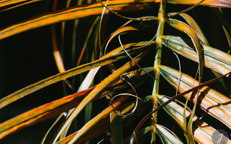 Romance - Grande Saline- Saint-Barthélemy - 2020