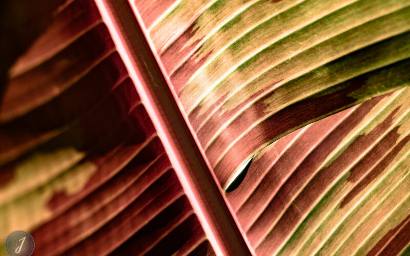 Romance - Grande Saline- Saint-Barthélemy - 2020