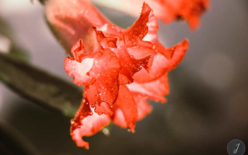 Romance - Grande Saline- Saint-Barthélemy - 2020