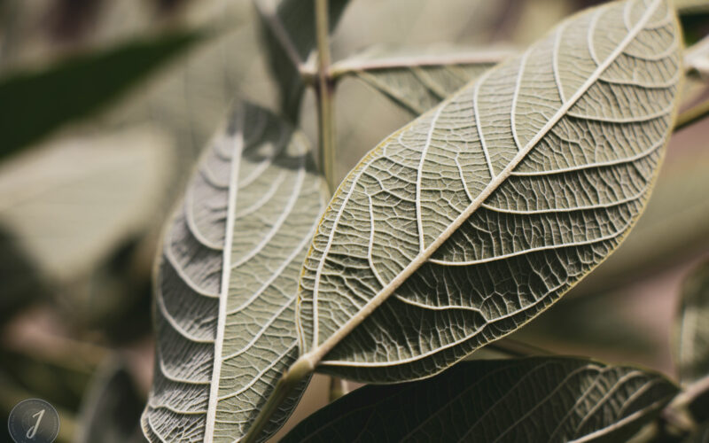 Romance - Grande Saline- Saint-Barthélemy - 2020