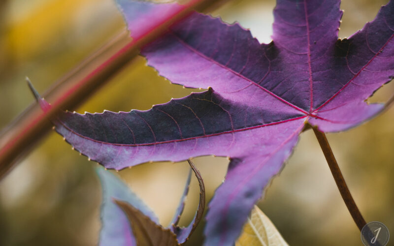 Romance - Grande Saline- Saint-Barthélemy - 2020