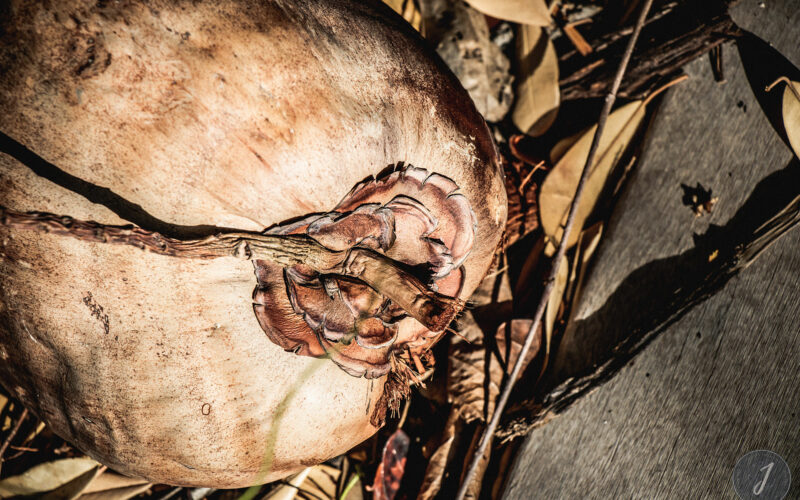 Romance - Grande Saline- Saint-Barthélemy - 2020