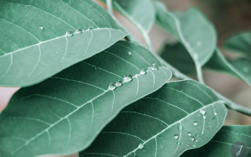 Romance - Grande Saline- Saint-Barthélemy - 2020