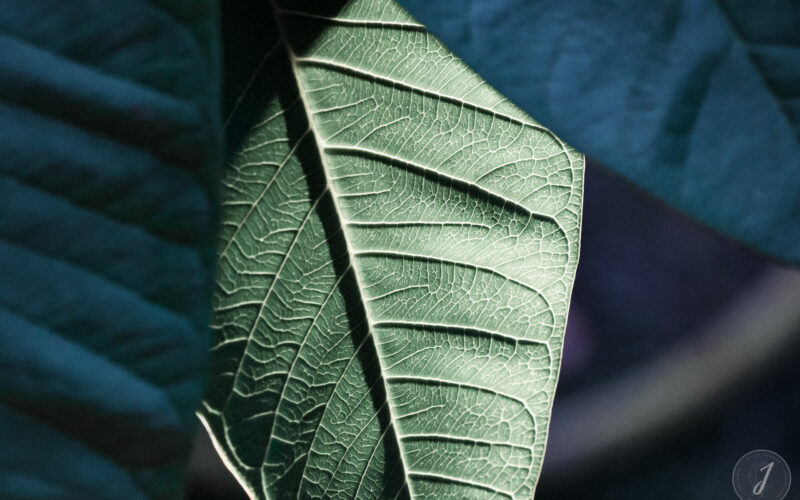 Romance - Grande Saline- Saint-Barthélemy - 2020