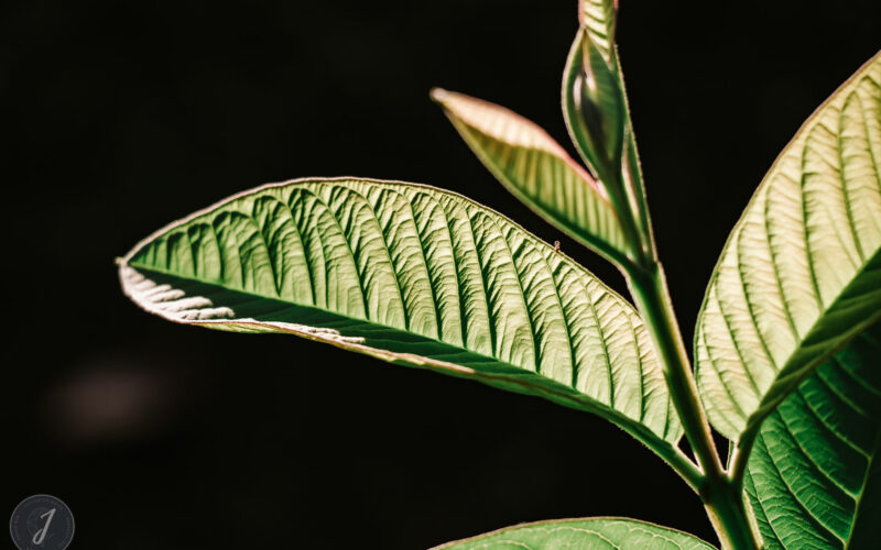Romance - Grande Saline- Saint-Barthélemy - 2020