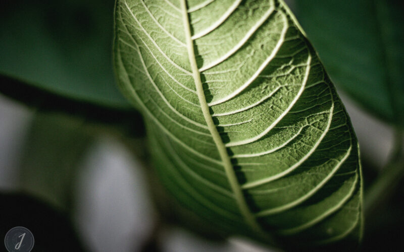 Romance - Grande Saline- Saint-Barthélemy - 2020