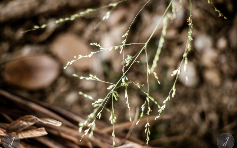 Romance - Grande Saline- Saint-Barthélemy - 2020