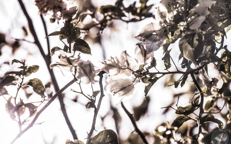 Romance - Grande Saline- Saint-Barthélemy - 2020