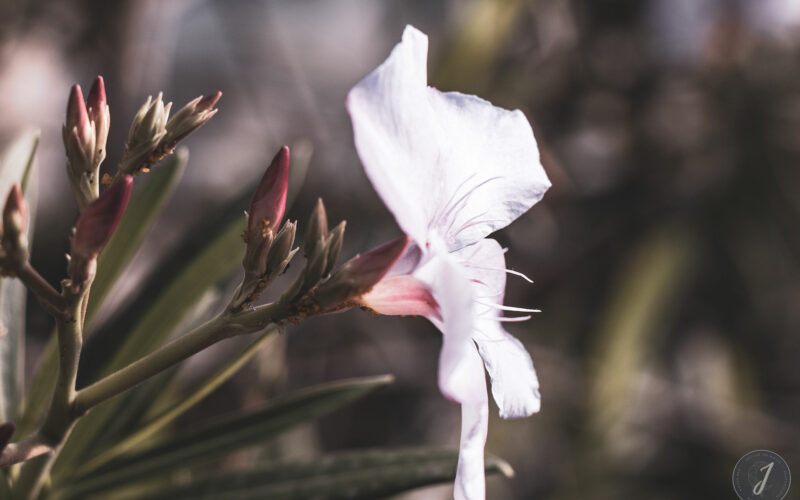 Romance - Grande Saline- Saint-Barthélemy - 2020