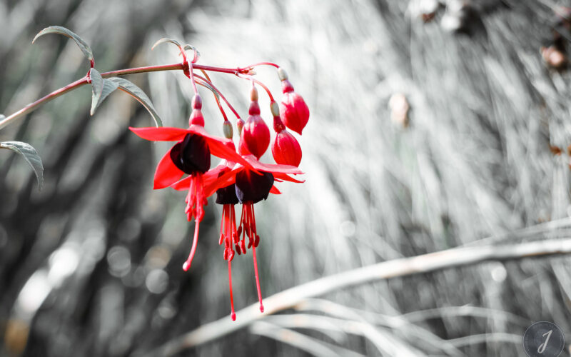 Romance - Bretagne - 2018