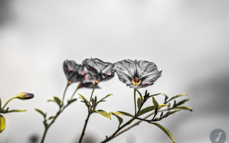 Romance - Bretagne - 2018