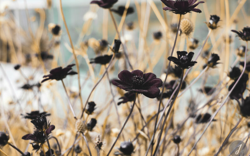 Romance - Bretagne - 2018