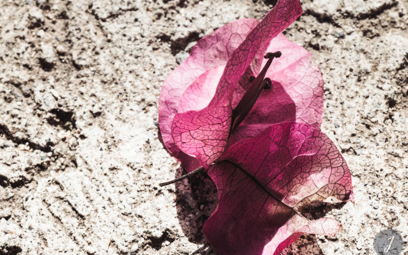 Romance - Grande Saline- Saint-Barthélemy - 2020