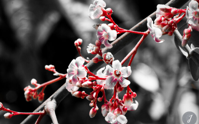 Romance - Grande Saline- Saint-Barthélemy - 2020