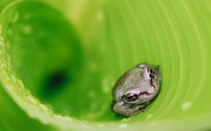 Premier prix du concours « Faune » pour l'Agence Territoriale de l’Environnement avec la Rainette de Cuba